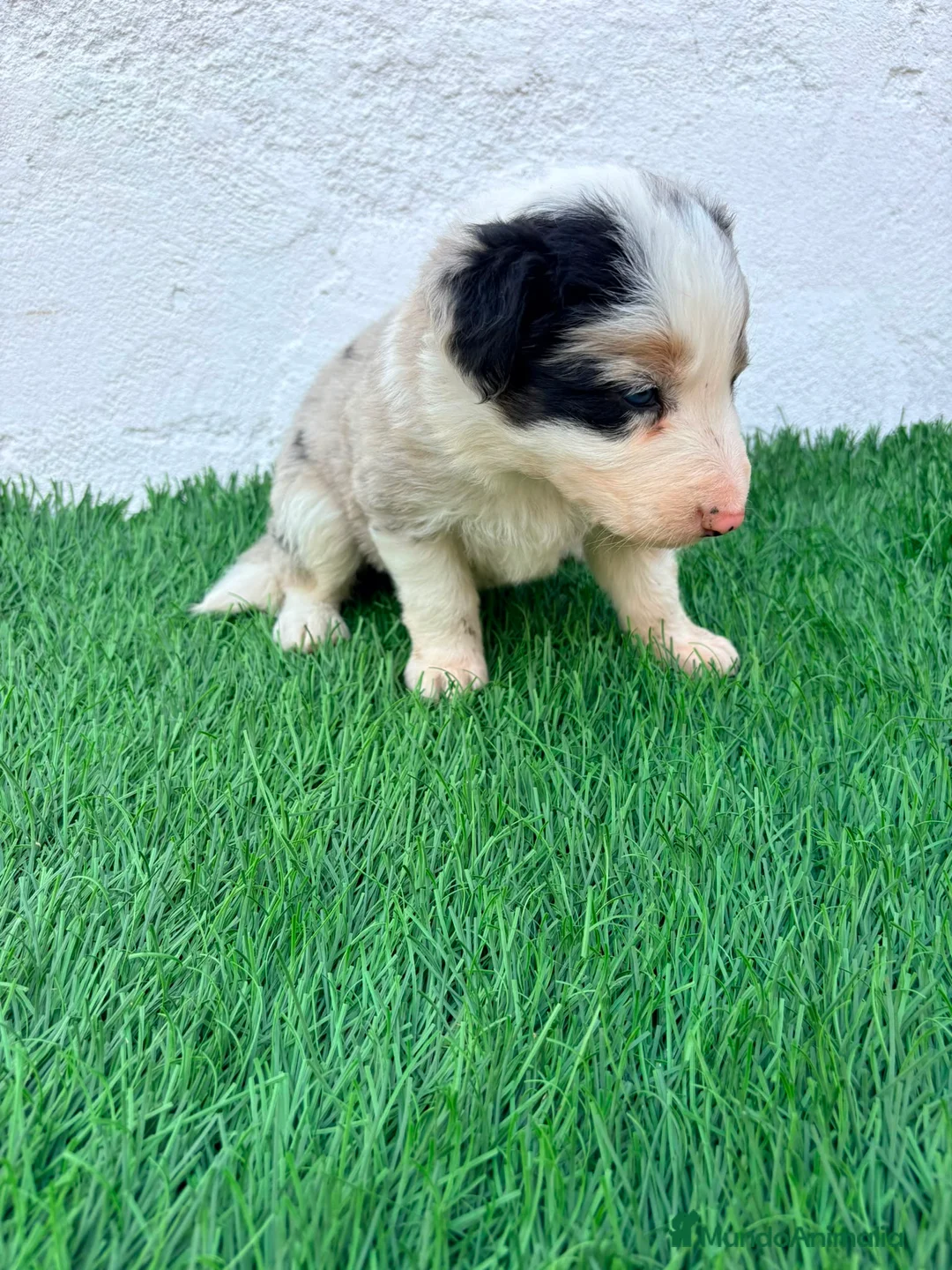 Border Collie perros en venta: Border Collie tricolor merle blue chocolate - Anuncio 2