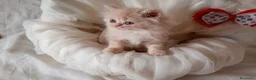 Persa gatos en venta: Disponible gatitos persa  - Anuncio 10