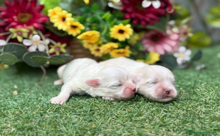 Bichón Maltés perros - Anuncio 2