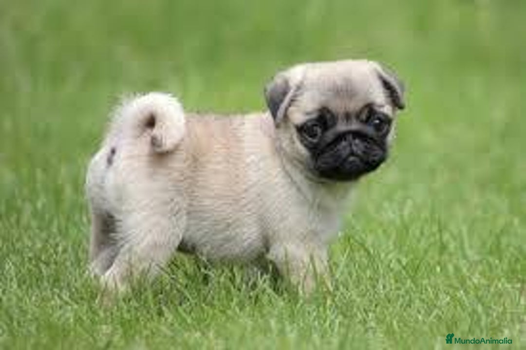 Carlino - Pug perros en venta: Mimosito cachorro de Pug Carlino - Imagen 1