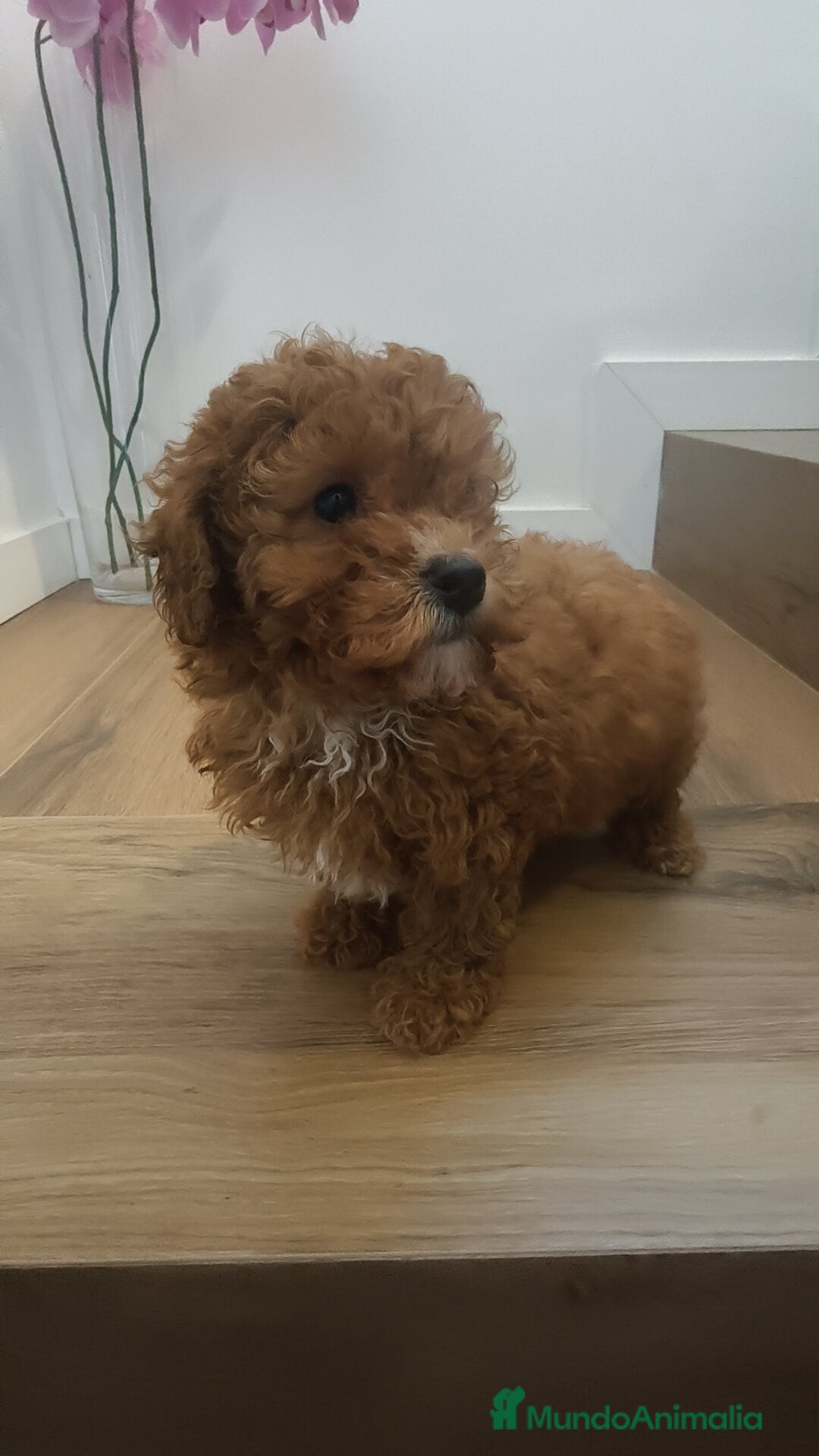 Caniche Toy perros en venta: Caniche Toy roja  - Anuncio 6