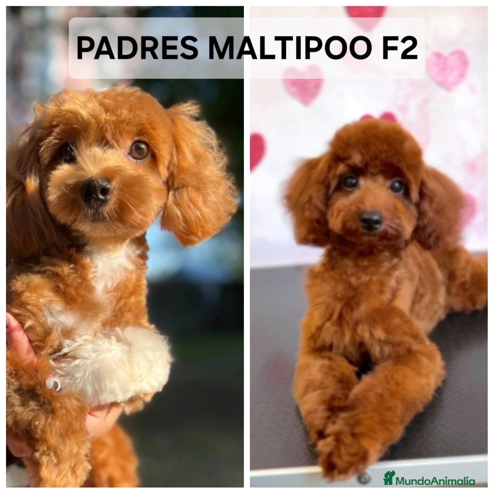 Maltipoo perros Preciosos Maltipoo - Anuncio 1