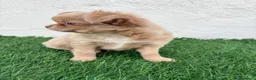 Chihuahua perros en venta: Chihuahua  - Anuncio 6