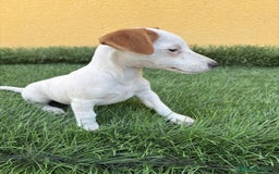 Jack Russell Terrier perros en venta: Hembra de Jack Russell  - Imagen 19