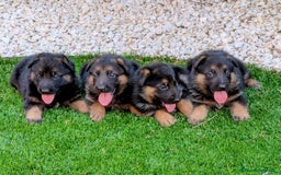 Pastor Alemán perros en venta: Cachorros pastor aleman disponibles - Imagen 1