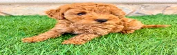 Caniche Toy perros en venta: Caniche toy roja - Anuncio 26