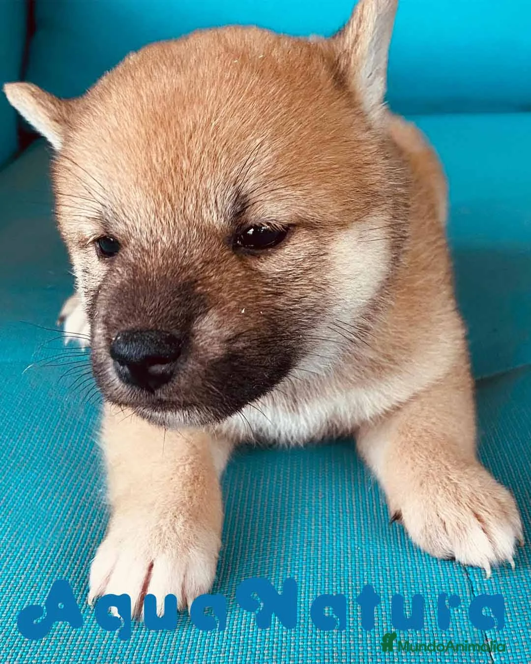Shiba Inu perros en venta: Shiba Inu Hembra 2 de Magy - AQUANATURA en Barcelona - Anuncio 3