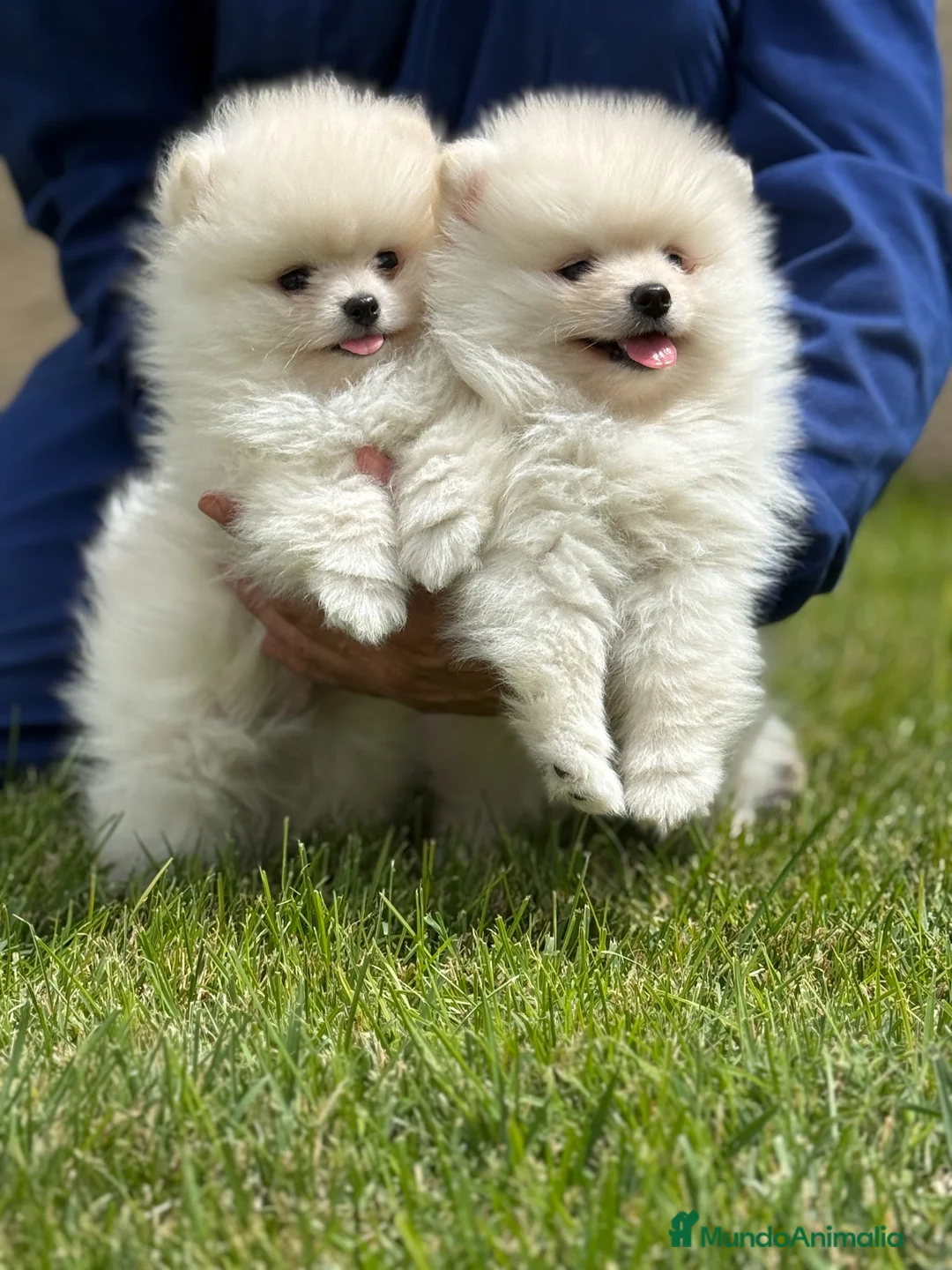 Pomerania perros en venta: Cachorros de Pomerania del Alto del Pago - Anuncio 7