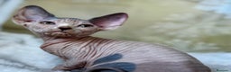 Sphynx gatos en venta: Sphynx calidad  - Anuncio 8