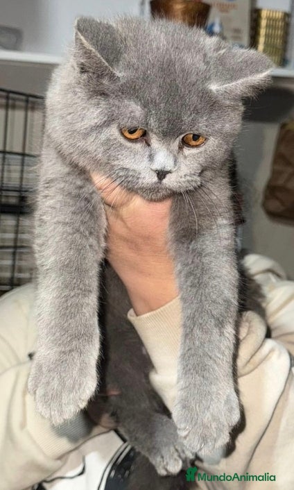 Británico de Pelo Corto gatos British macho - Anuncio 5