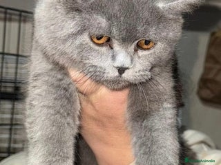 Británico de Pelo Corto gatos British macho - Anuncio 2