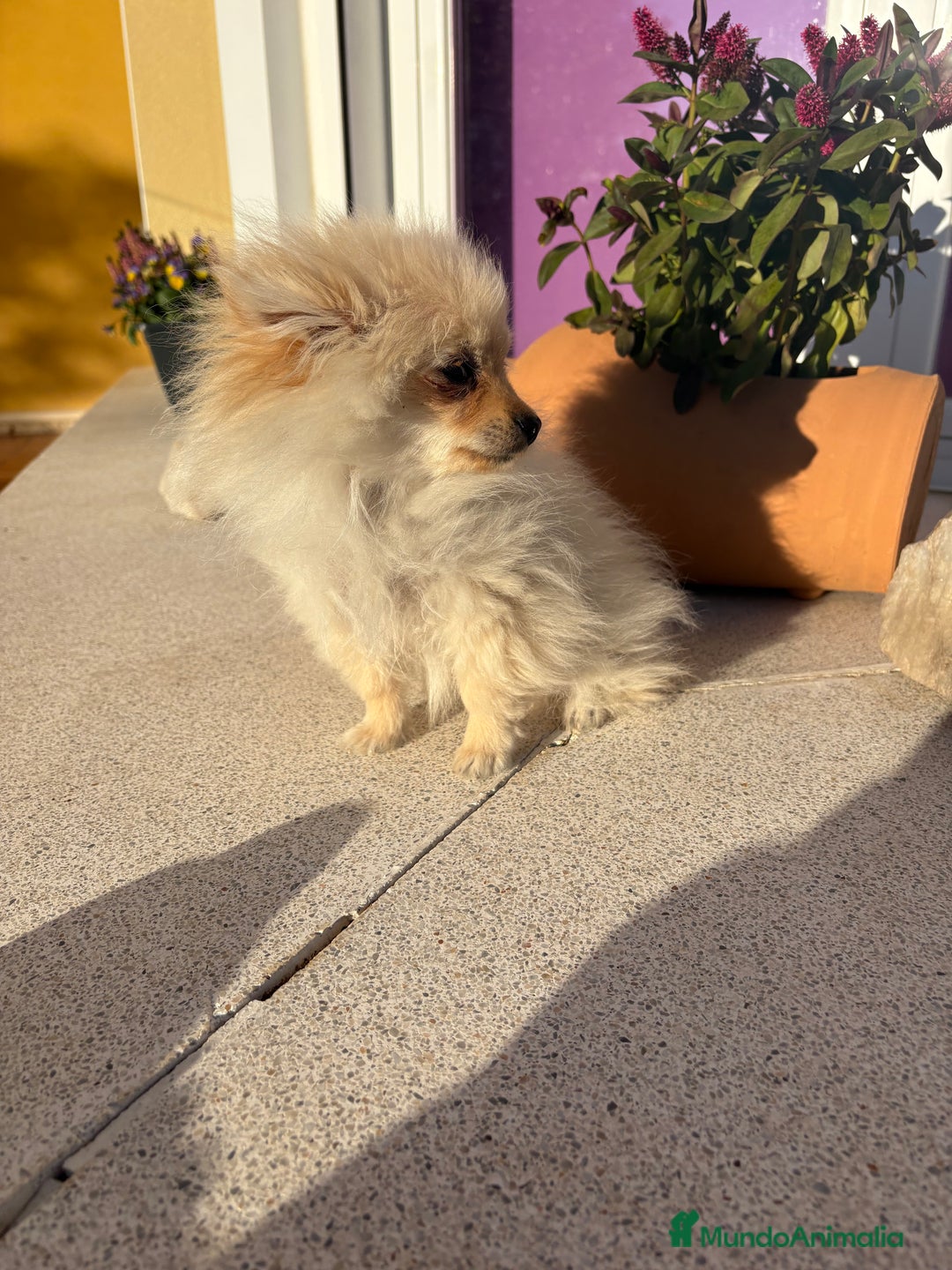 Pomerania perros en venta: Lulu Pomerania Micro Toy  - Anuncio 5