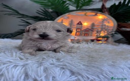 Maltipoo perros en venta: MALTIPOO  - Anuncio 8