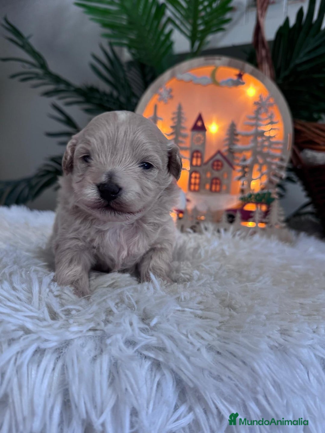 Maltipoo perros en venta: MALTIPOO  - Anuncio 8