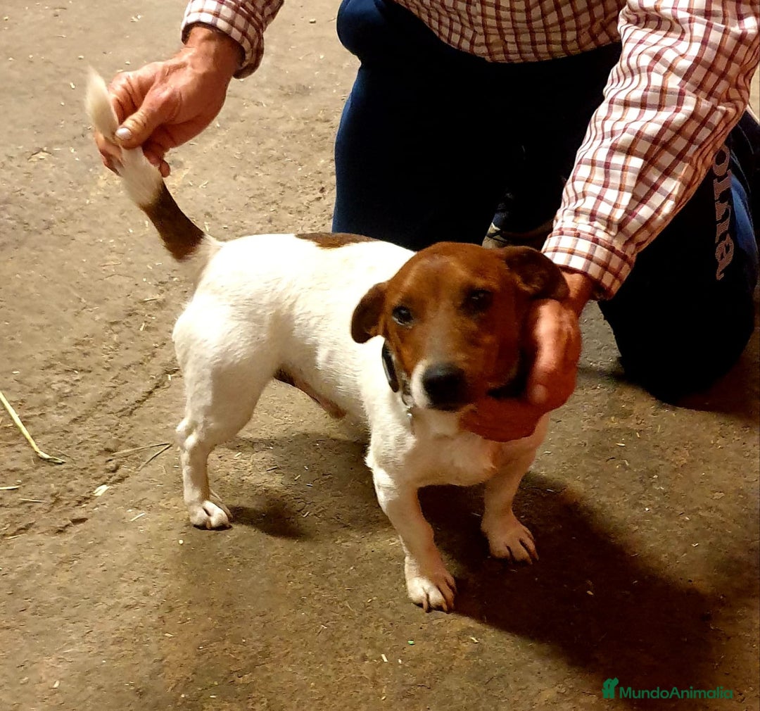 Jack Russell Terrier perros en venta: Cachorra Jack Russell  - Imagen 2