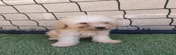 Caniche Toy perros en venta: Ultimo machito de la camada en Ávila - Anuncio 2