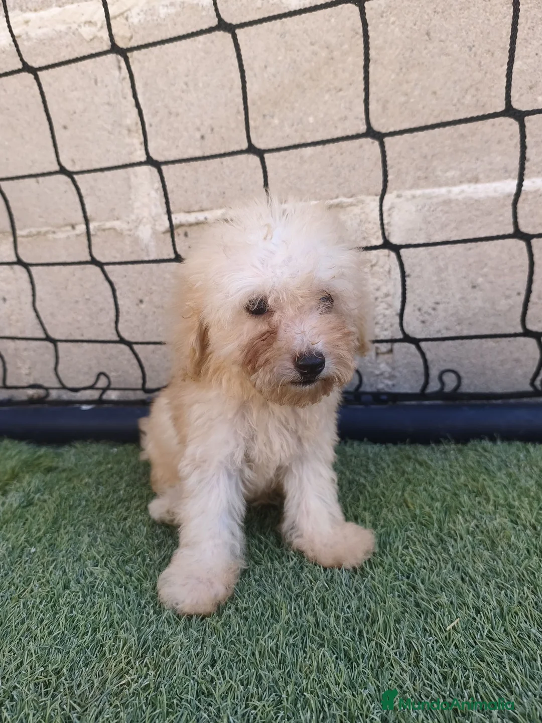 Caniche Toy perros en venta: Ultimo machito de la camada en Ávila - Anuncio 2