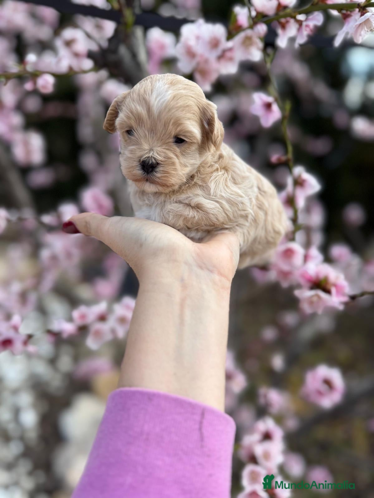 Maltipoo perros Maltipoo hembra y macho !!! - Anuncio 2