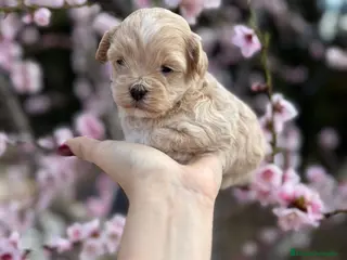 Maltipoo perros Maltipoo hembra y macho !!! - Anuncio 7
