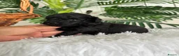 Caniche Toy perros en venta: CANICHE TOY - Anuncio 14