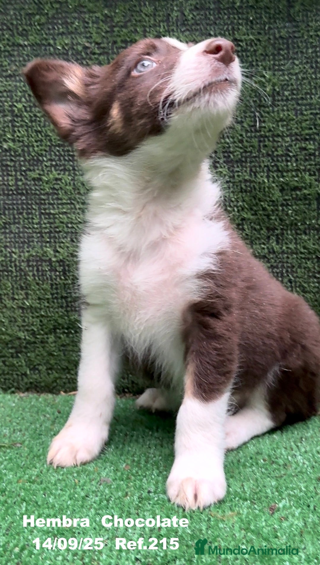 Border Collie perros en venta: Border Collie Chocolate - Imagen 15