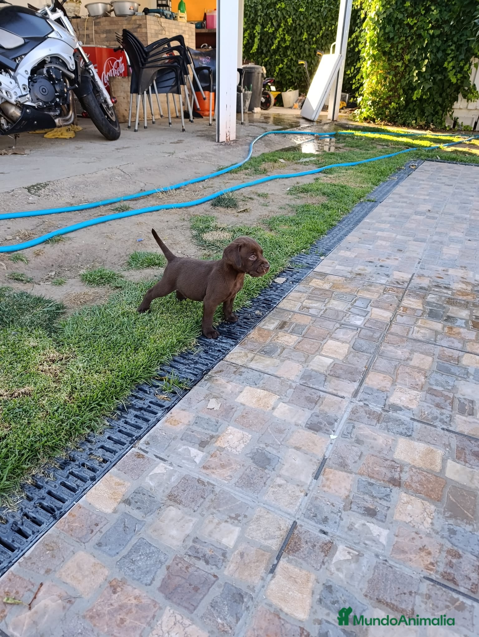 Labrador Retriever perros en venta: Labrador Retriever - Anuncio 2