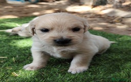 Golden Retriever perros en venta: PRECIOSOS GOLDEN RETRIEVER  - Imagen 5
