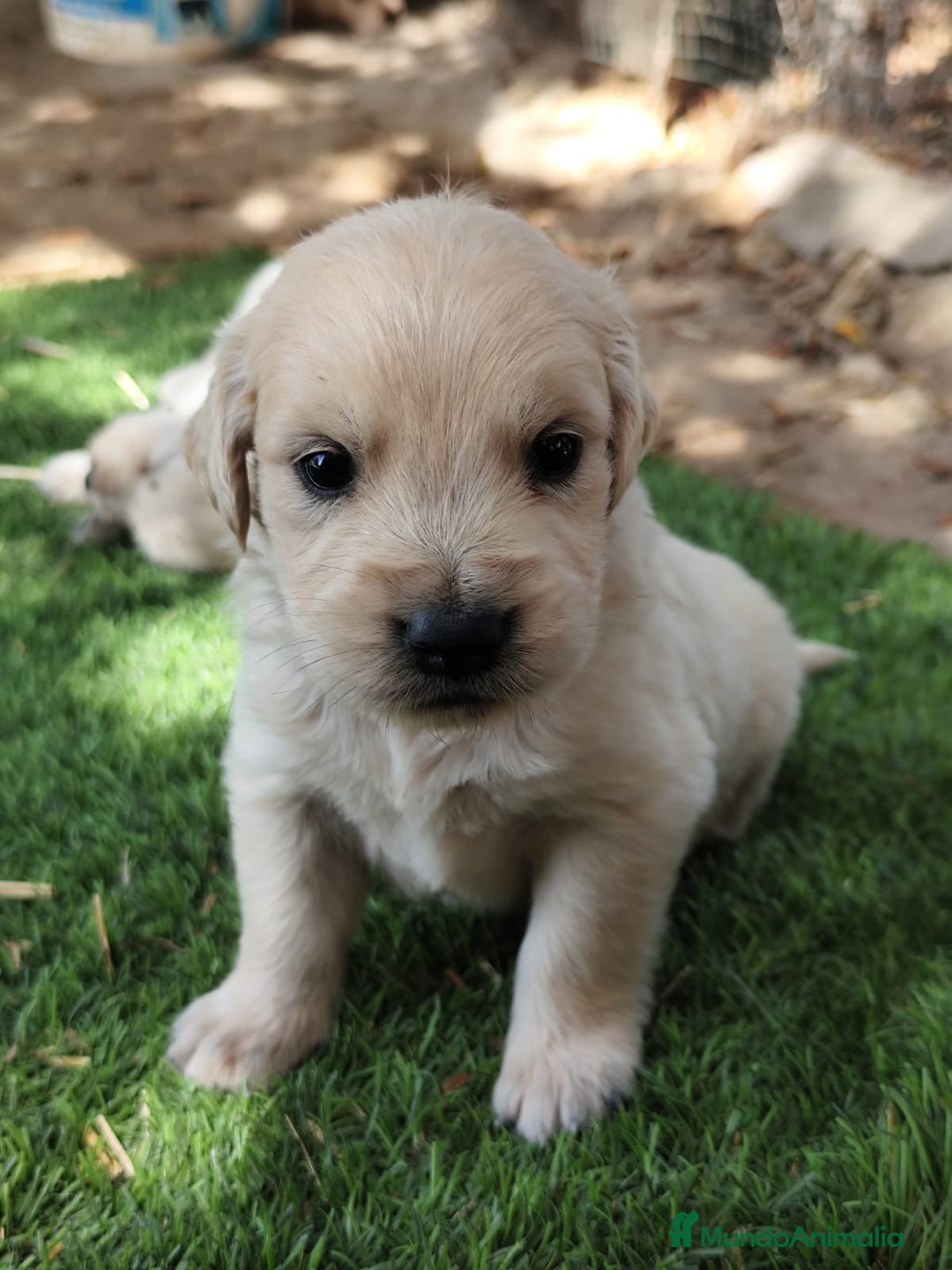 Golden Retriever perros en venta: PRECIOSOS GOLDEN RETRIEVER  - Imagen 5