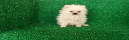 Pomerania perros en venta: Pomerania  - Anuncio 15