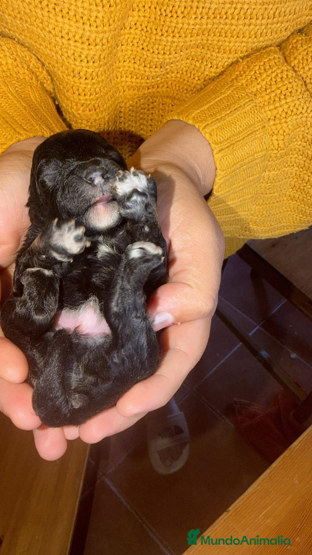 Maltipoo perros en venta: Maltipoo - Anuncio 1