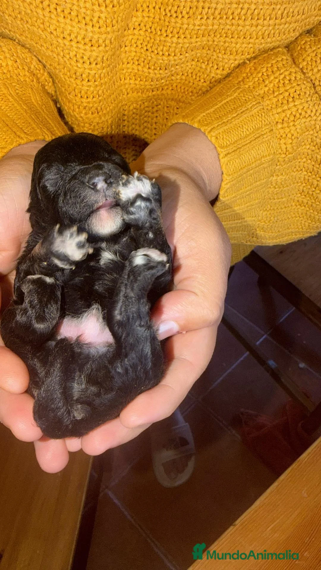 Maltipoo perros en venta: Maltipoo - Anuncio 1