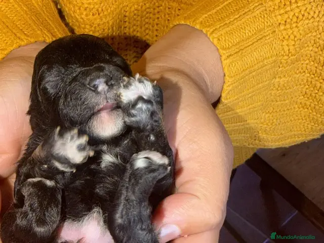 Maltipoo perros en venta: Maltipoo - Anuncio 1