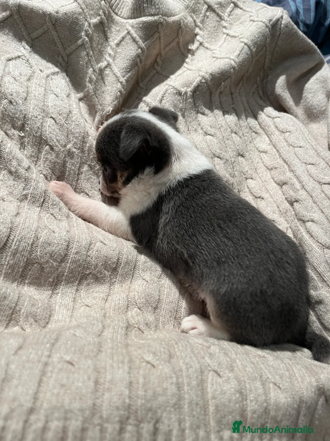 Chihuahua perros en venta: Macho blue - Anuncio 12