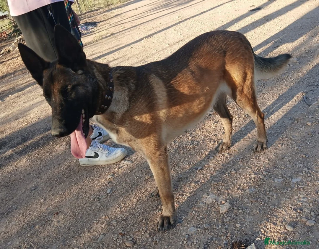 Pastor Belga Malinois perros en venta: Hembra malinois - Anuncio 3