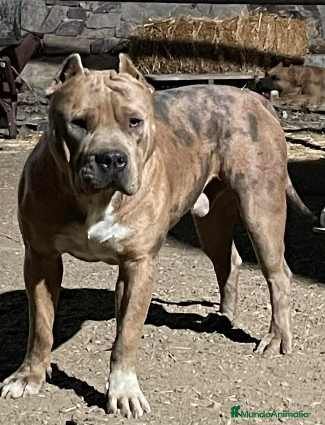 American Pit Bull Terrier perros Pit bull terrier blues y merles - Anuncio 2