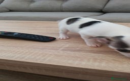 Chihuahua perros en venta: Chihuahua  - Imagen 3