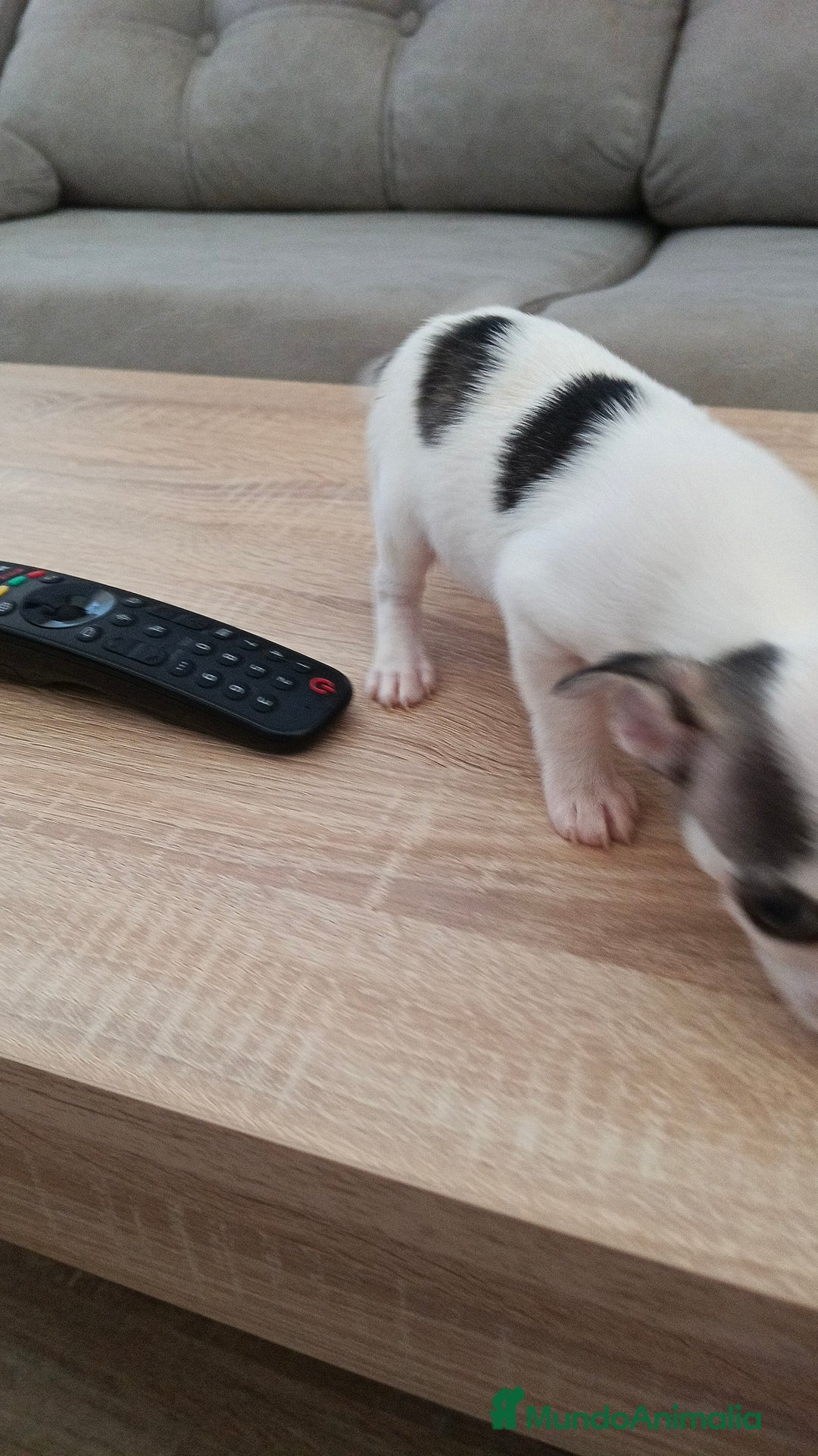 Chihuahua perros en venta: Chihuahua  - Imagen 3