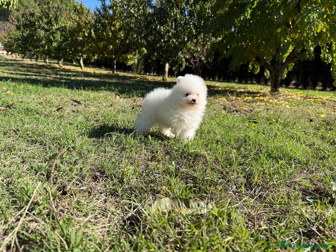 Pomerania perros en venta: Pomerania blanco toy disponible para diciembre!! - Imagen 3