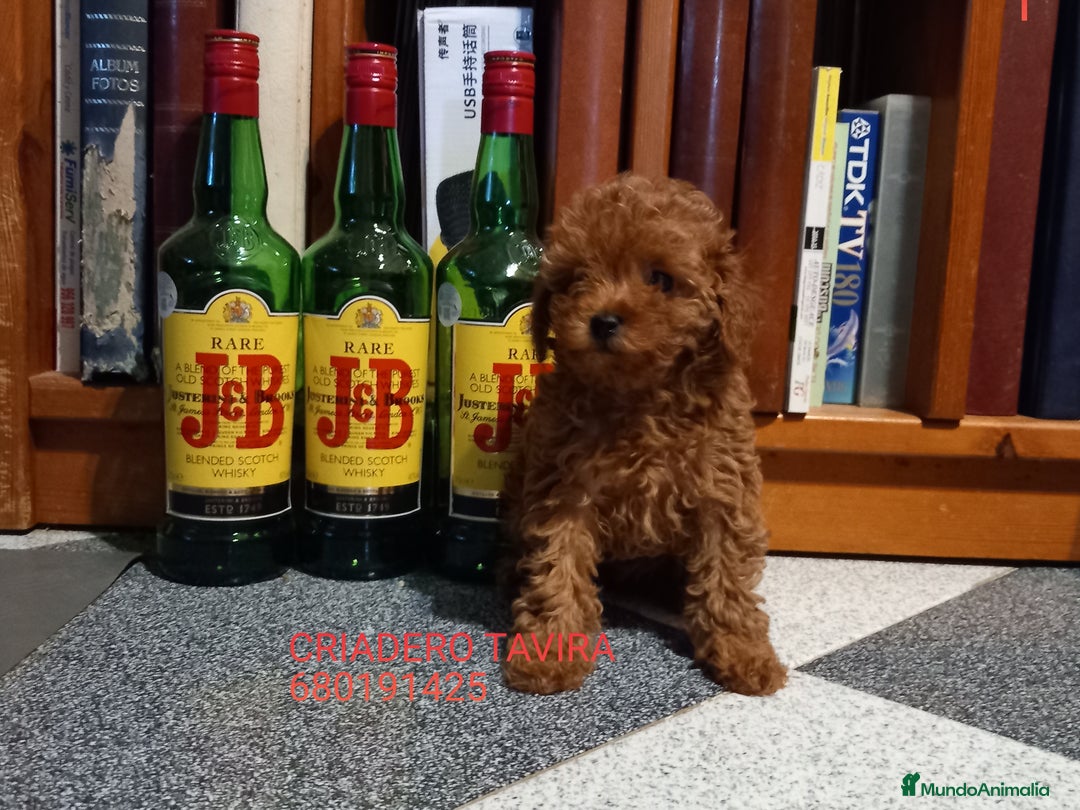 Caniche Toy perros en venta: Cachorro Caniche Mini Toy Rojo Hembra. - Anuncio 2