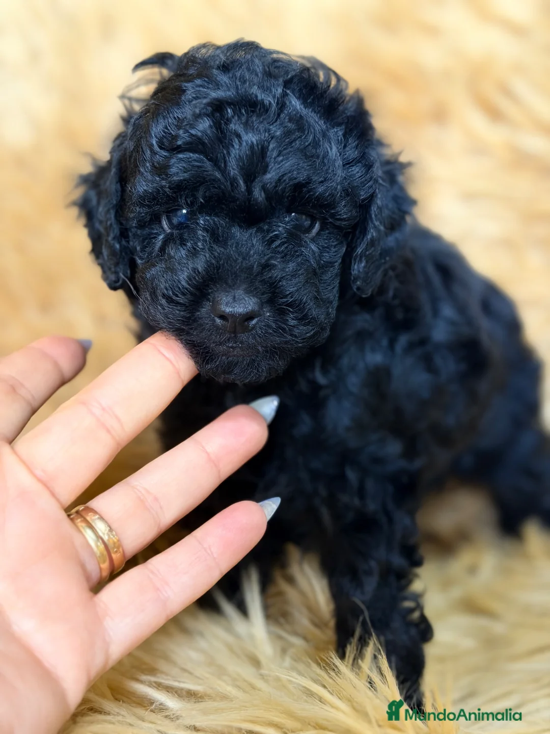 Caniche Toy perros en venta: Caniche negro azabache  - Anuncio 4