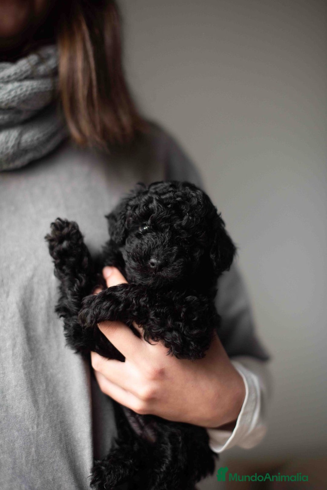 Caniche Toy perros en venta: Caniches toys negros - Anuncio 4