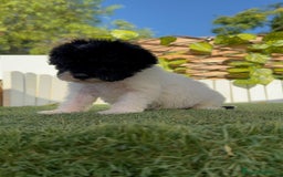 Perro de Agua Español perros en venta: PERRO DE AGUA HEMBRA - Imagen 5