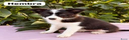 Border Collie perros en venta: Border collie  - Anuncio 3