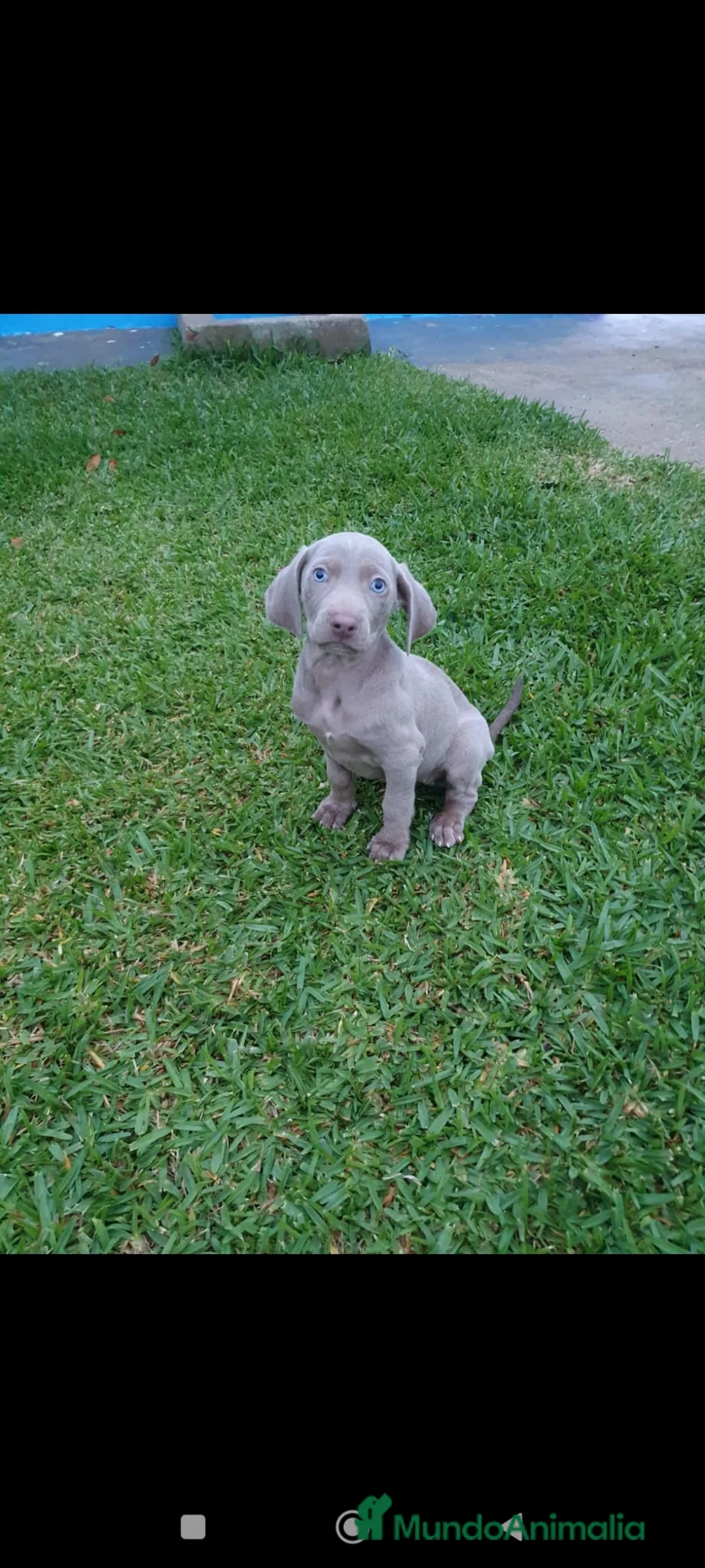 Weimaraner perros en venta: Último Braco de weimar  - Anuncio 7
