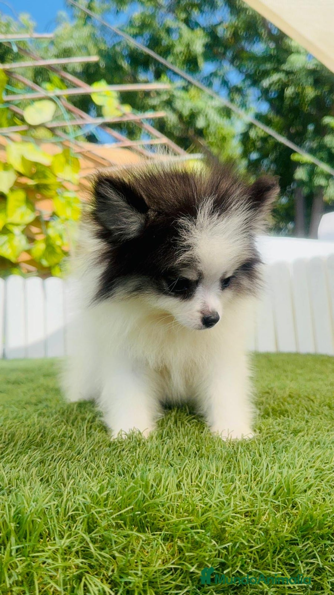 Pomerania perros en venta: POMERANIA HEMBRA ENVIOS A TODA ESPAÑA - Imagen 3