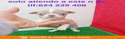 Chihuahua perros en venta: IMPRESIONANTE  CHIHUAHUA   LINEA  TOY - Anuncio 4