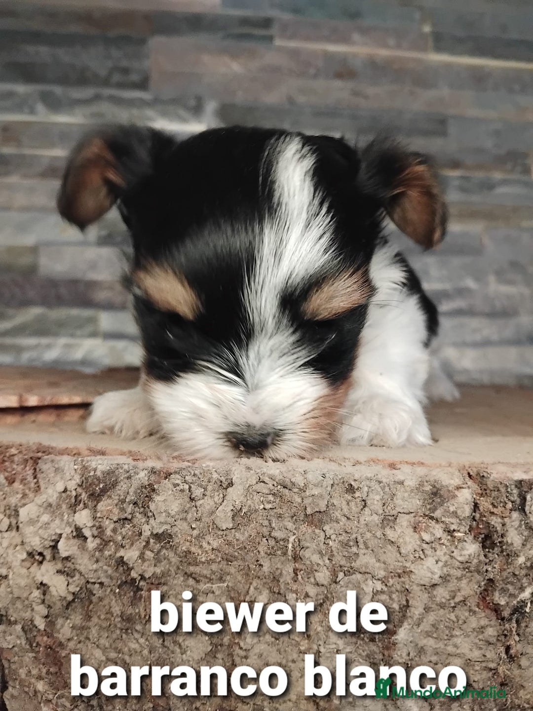 Biewer Yorkshire Terrier a la Pom Pon perros en venta: Biewer macho con pedigree - Imagen 5