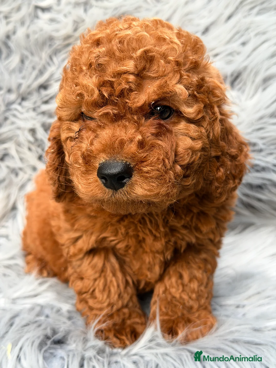 Caniche Mediano perros en venta: Caniche mini  - Anuncio 5