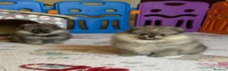 Pomerania perros en venta: Pomerania hembra mini - Anuncio 2