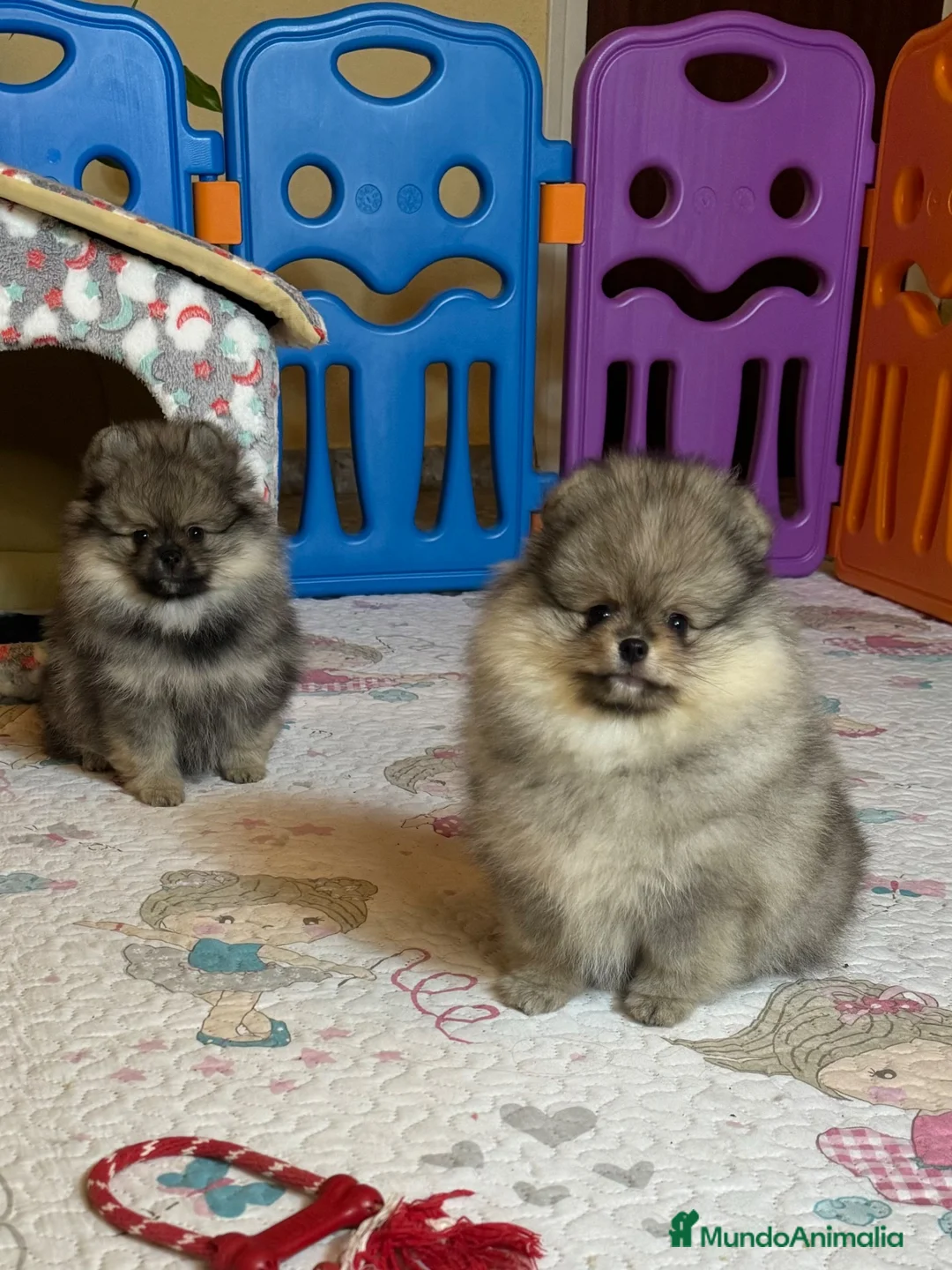 Pomerania perros en venta: Pomerania hembra mini - Anuncio 2